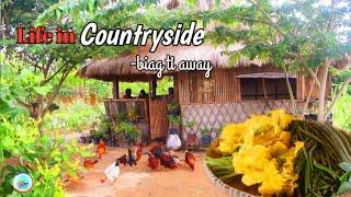 First harvest of vegetables in our farm | Cooking dinengdeng and adobo | Biag ti Away by Balong