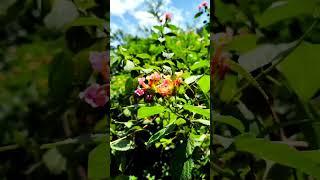 Flowers #Sky #Nature #Flowers