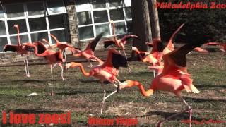 Philadelphia Zoo Flamingos Winter Flight