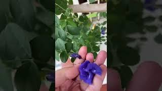 Butterfly pea or aparajita flower harvest from a 10inch pot ️