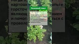 Бесплатное Средство от Проволочника и Увеличения Урожая Картофеля В 2 Раза! #shorts