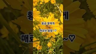 황금 꽃에게 매료된 꿀벌~#healing  #honeybee #flower