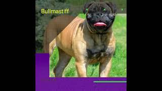 dangerous dog breed in the world|Top 10 dangerous dogs breed in the world|#shorts #shortsviral