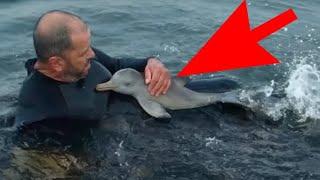 A diver saved a baby dolphin... But then the dolphin asked for more help!