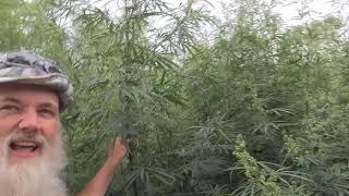 Danger @ 420, I Stumbled on to a Cannabis Grow! Risky!