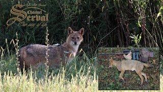 Jackal hunting in Croatia - Jasenovac 2018. - Schakaljagd in Kroatien