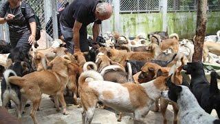 Rescued from the dog meat trade, they're on their way home