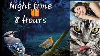 Videos For Cats To Watch - Night Time For Active Pets While You Sleep : 8 Hours