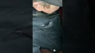 ТРИФОНОВНА ВИНО  ВАСИЛИЙ БОГДАН МАРИНАЙЕЗНЕСИ