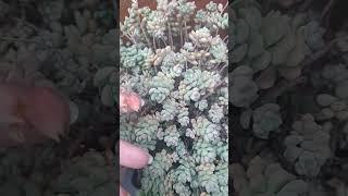 Echeveria querência com haste floral #suculentasbrasil #suculentas #suculentascoloridas #plantas