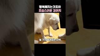 행복해하는것조차 조심스러운 강아지