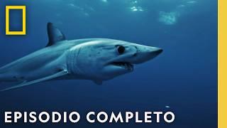 Enfrentamiento en el Océano: Tiburones vs. Atún | Nat Geo en Español