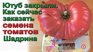 Ютуб закрыли. Как сейчас заказать семена томатов Шадрина. Текст под роликом.