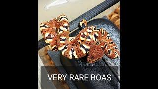 Madagascar Tree Boas  (Sanzinia) Everything you need to know!  Hypo Green Tree Python, & Nest Boxes