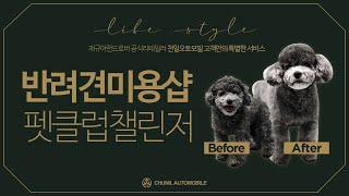 [LIFE STYLE] #반려견미용샵 천일 고객만의 특별한 서비스 'PET CLUB CHALLENGER'