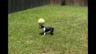 Viral Video: Dog Impresses Netizens With Its Exceptional Balancing Skills