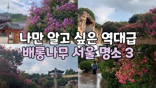 나만 알고 싶은 역대급 배롱나무 서울명소 3/덕수궁배롱나무/남산골한옥마을배롱나무/어린이대공원배롱나무/덕수궁빗소리 /on a rainy day