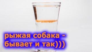 рыжая собака коктейль