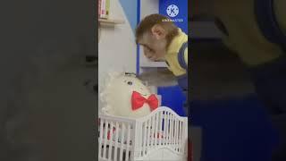 #kiki monkey laughing only Play in home  #kiki the monkey a case study in fomo