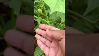 That First Tomato Of The Year