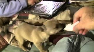 Chihuahua puppy