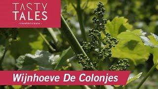 WIJNHOEVE DE COLONJES (Groesbeek) • One of the larger vineyards in The Netherlands • Tasty Tales