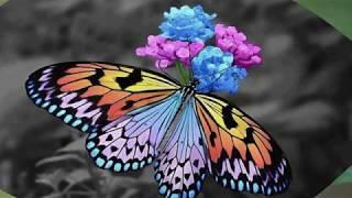 Beautiful,Colorful Butterflies (HD1080p)