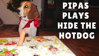 BEAGLE Plays Hide the Hotdog ¦¦ PipastheBeagle