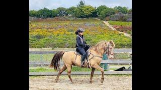 Arena Work For The Gaited Horse -Rocky Mountain Horse - Jake - Gaited Horse Training