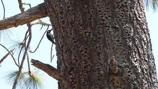 Acorn Woodpeckers