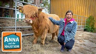 Schottisches Hochlandrind | Information für Kinder | Anna und die Haustiere