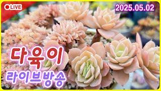 불타는 금요일 다육 라이브 방송  무료 이벤트, 경매,  할인판매 250502