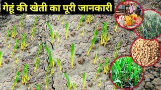 गेहूं की खेती का पूरी जानकारी Gehun Ki Kheti Ka Puri Jankari /How to cultivate wheat