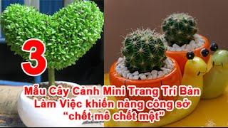 3 Mẫu Cây Cảnh Mini Trang Trí Bàn Làm Việc khiến nàng công sở “Chết Mê Chết Mệt”