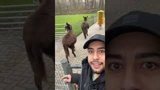 A racist mixed race donkey