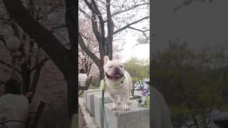 분당 율동공원 비오기전 벚꽃 산책 | 프렌치불독 찰리 미소에 행복함 #frenchbulldog #벚꽃 #dog #dogs #shorts #smiledog #cutedog