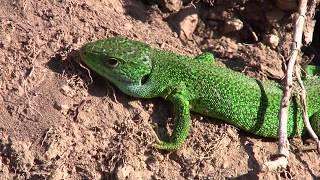 Blüten, Vögel, Reben - Unterwegs im Kaiserstuhl