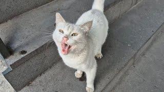 Hungry White Cat follows me meowing, asking for food