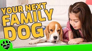 How to Choos a Family Dog - Dogs 101