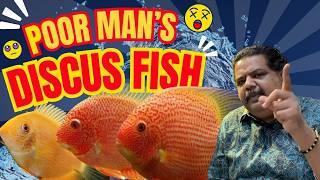 Discover the AMAZING Severum Fish in 4K