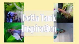 Betta Tank Inspiration | Setting Up a Fish Tank