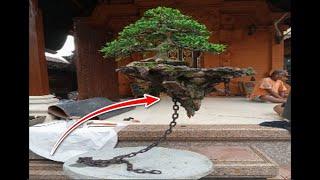 12 Jenis Pohon Bonsai Langka dan Berharga