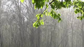 Apple Tree Branch With Green Foliage And Heavy Rain In The Sunlight Video With Sound Stock Video   D