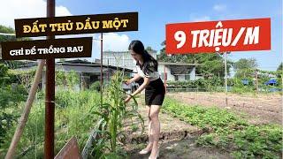 BÁN ĐẤT THỦ DẦU MỘT 9 TRIỆU MỘT MÉT LÀM NHÀ VƯỜN VỊ TRÍ ĐẮC ĐỊA | BÁN ĐẤT THỔ CƯ THỦ DẦU MỘT