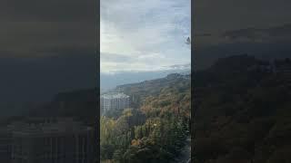 Крым,Ялта,субтропики они такие🪴
