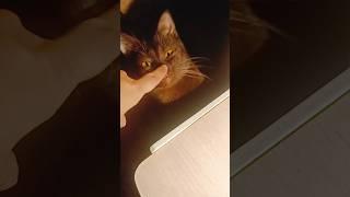 Моë очарование. Шоколадная мечта. #cat #кошки #котика #cute #мечта