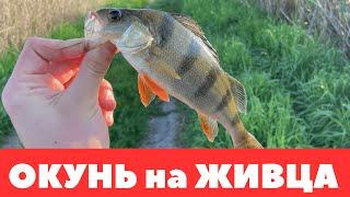 РЫБАЛКА на ЖИВЦА с ПОПЛАВКОМ или КАК ЛОВИТЬ на ЖИВЦА ОКУНЯ
