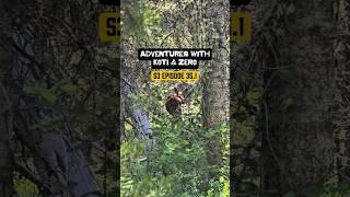 Adventures with Koti & Zero S3 Episode 35.1 #dailyvlog #hikingadventures #animalencounters