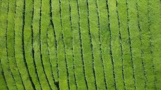 Flight over tea plantation. Krasnodar, Sochi, Russia, From Dron, HEAD OVER SHOT