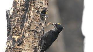 Black-backed Woodpecker by Benjamin Clock - 2023 Audubon Photography Awards